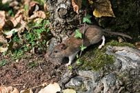 ratten van de buren