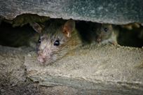 ratten in het straatbeeld