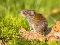 veldmuis in de tuin