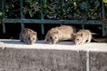 Meerdere ratten in de tuin