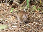 een bruine rat in de tuin